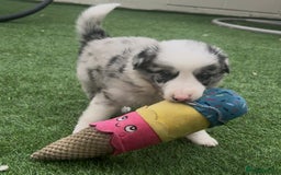 Border Collie dogs for sale: Beautiful border collie puppies❤️ - Image 2