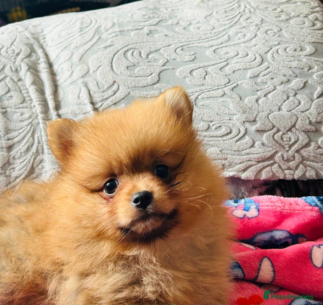 Pomeranian dogs for sale: Tiny Pomeranian puppies - Image 6