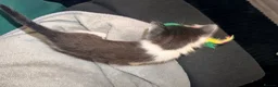 Mixed Breed cats for sale: Short haired female - Advert 8