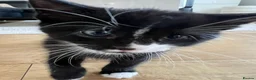 Mixed Breed cats for sale: Three adorable kittens looking for a loving home - Advert 8