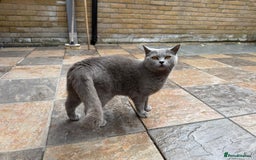 British Shorthair cats for sale: GCCF active blue Female British Shorthair Cat  - Image 1