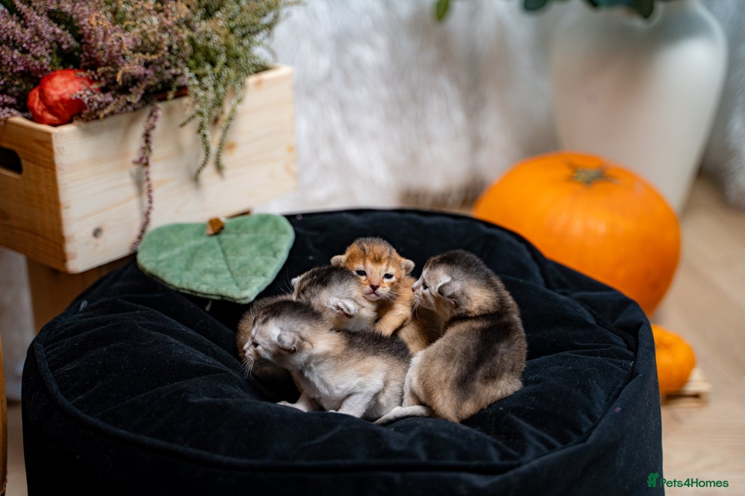 Abyssinian cats for sale: Silver Black Abyssinians-Champion TICA pedigree - Image 9