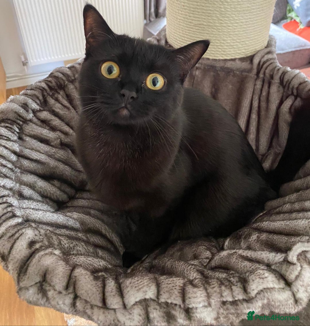 British Shorthair cats for sale: Chocolate british shorthair female - Image 4