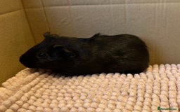Guinea Pig rodents for sale: Young Guinea pigs  - Image 1