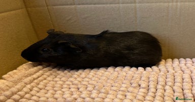 Guinea Pig rodents - Advert 12