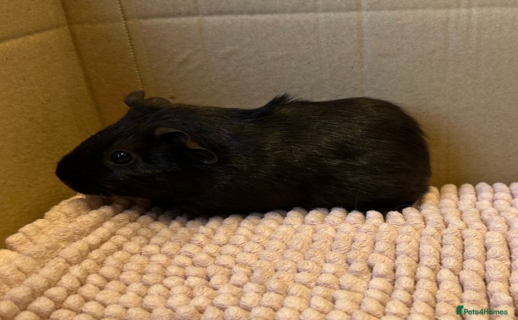 Guinea Pig rodents - Advert 8