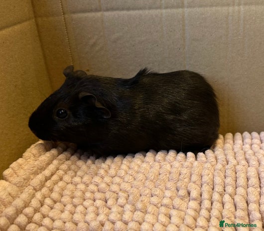 Guinea Pig rodents - Advert 3