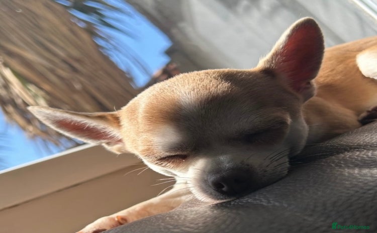 Chihuahua dogs - Advert 1