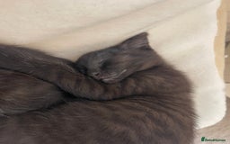 Mixed Breed cats for sale: Kittens ready for their new homes - Image 8
