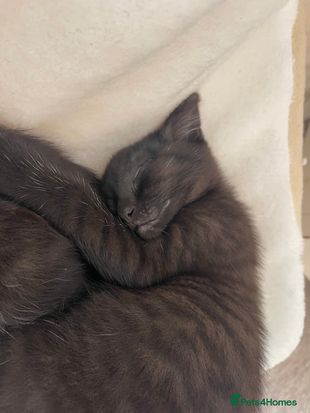 Mixed Breed cats for sale: Kittens ready for their new homes - Image 8
