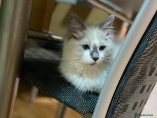 Ragdoll cats Reduced🌟CHAMPION🌟FATHER GCCF 🌟BLOODLINE RAGDOLL - Advert 10