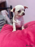 Chihuahua dogs - Advert 2