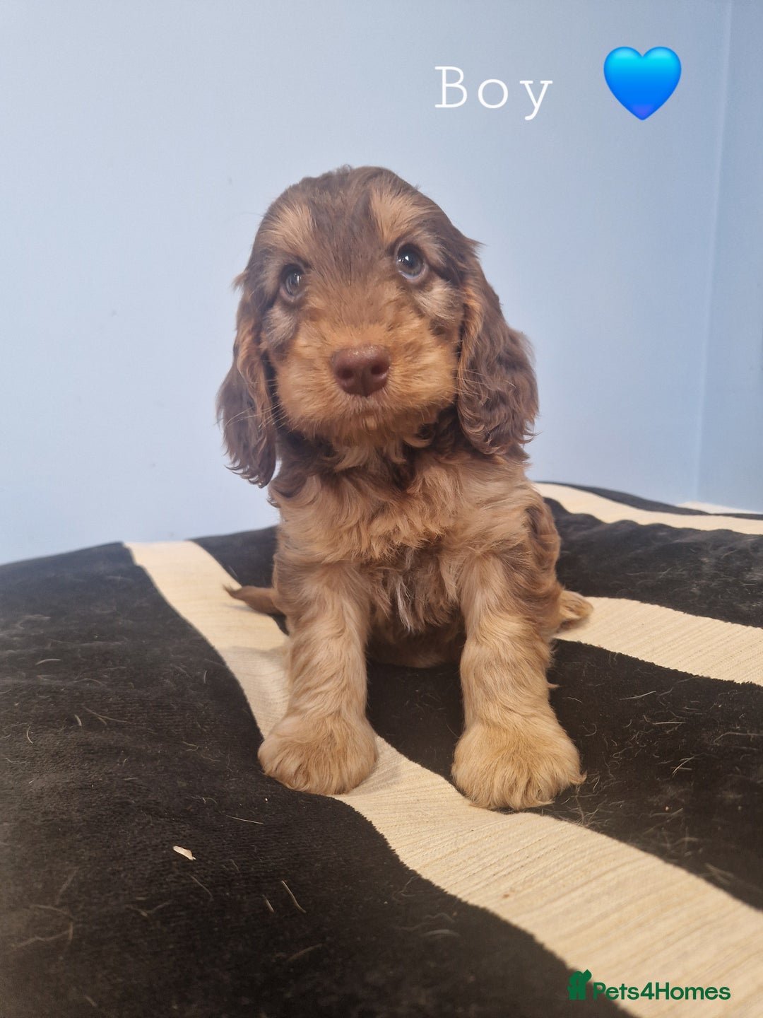 Cockapoo dogs for sale: Miniature cockapoo puppies - Image 7