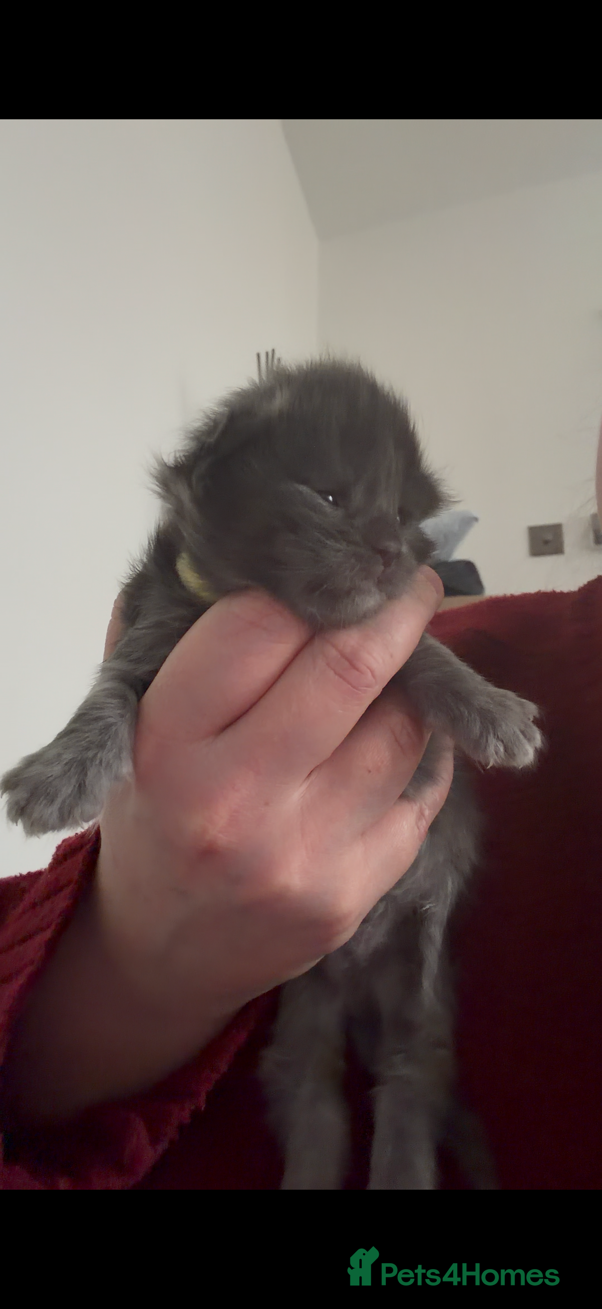 Maine Coon cats 2 Boys and 1 Girl - Advert 1