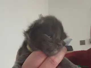 Maine Coon cats 2 Boys and 1 Girl - Advert 9