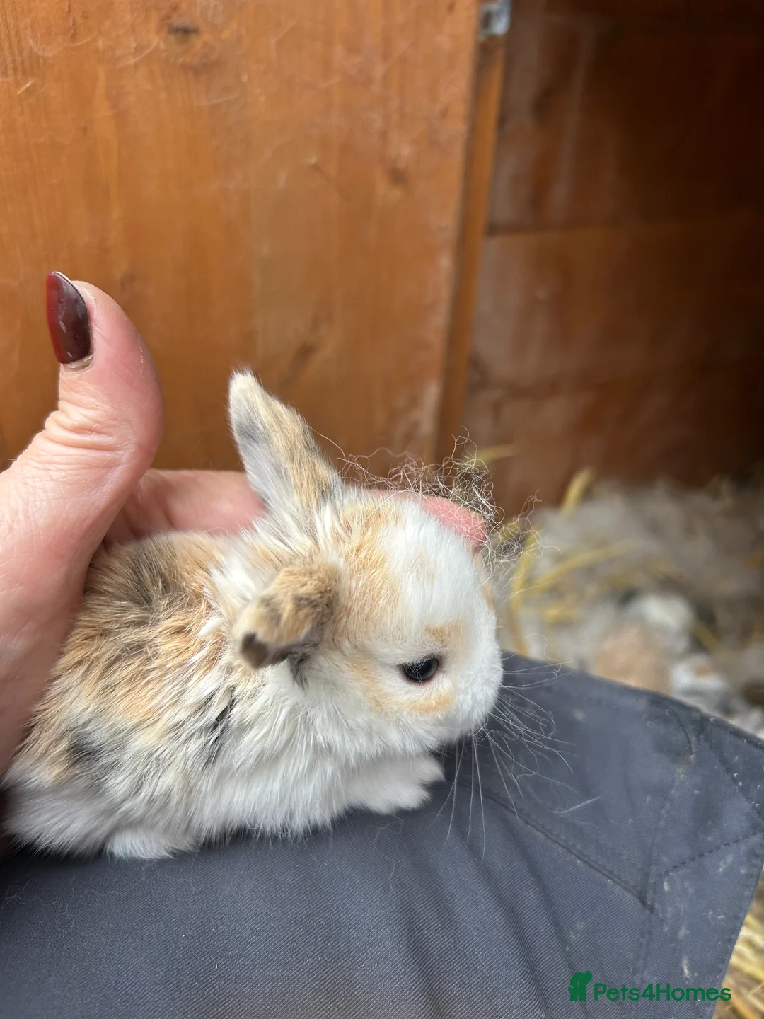 Mini Lop rabbits for sale: Beautiful baby mini lop bunnies ready March  - Advert 6