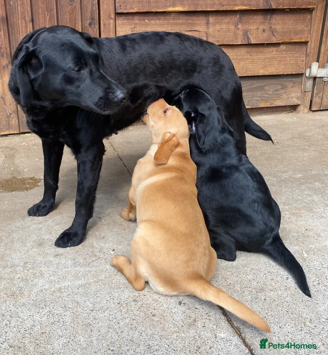 Labrador Retriever dogs for sale: KC Registered Labradors - Advert 20