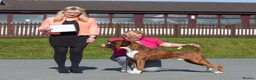 Boxer dogs for stud: CHAMPION B&W Boxer Dog HT1 Sires Reds & Brindles - Advert 2