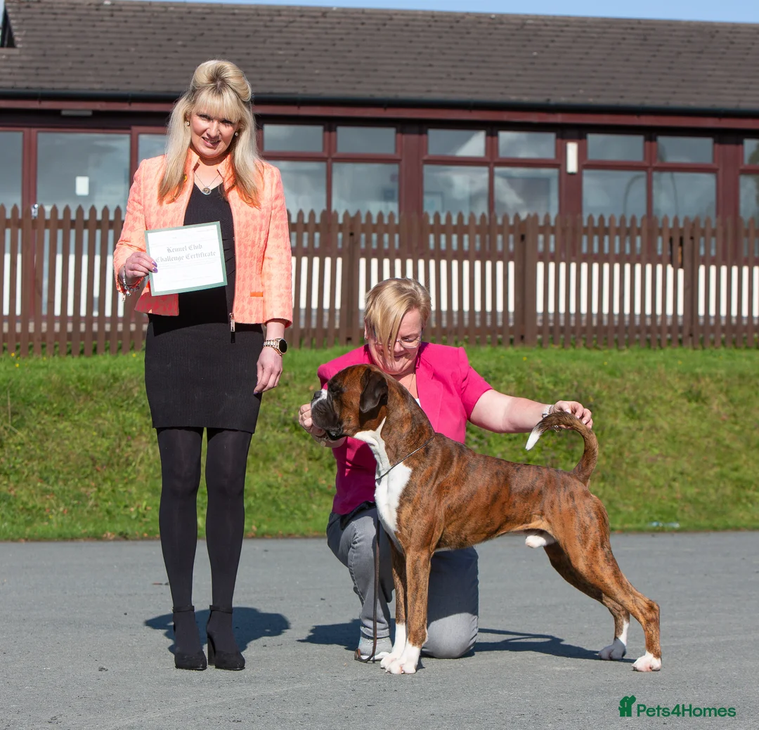 Boxer dogs for stud: CHAMPION B&W Boxer Dog HT1 Sires Reds & Brindles - Advert 2