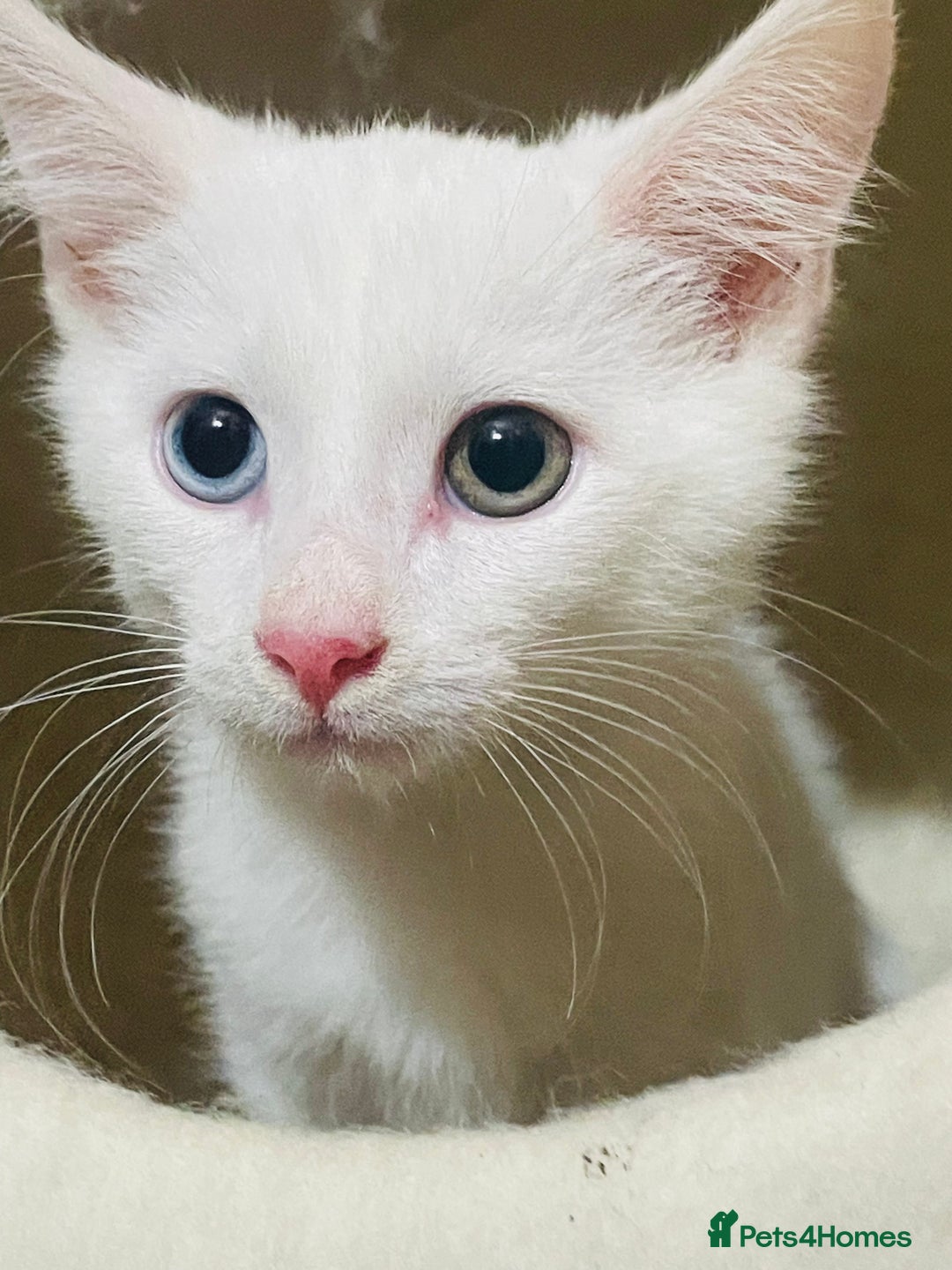 Mixed Breed cats for sale: Beautiful white odd eyed kitten - Image 2