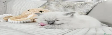 Ragdoll Kitten 5 pink