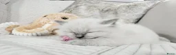 Ragdoll cats for sale: Blue Point Ragdoll Kittens for sale - Advert 37