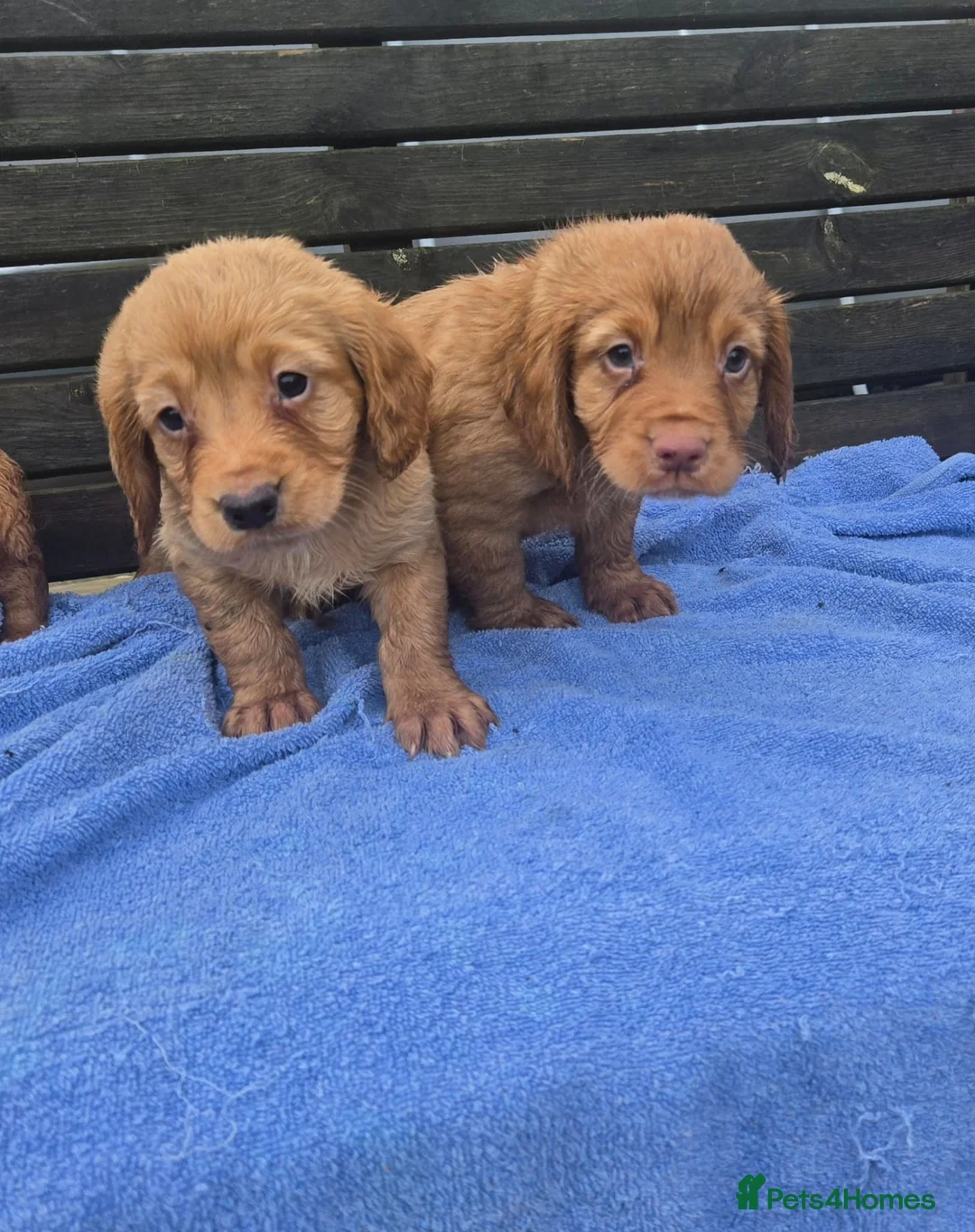 Cocker Spaniel dogs for sale: Cocker spaniel pups  - Advert 3