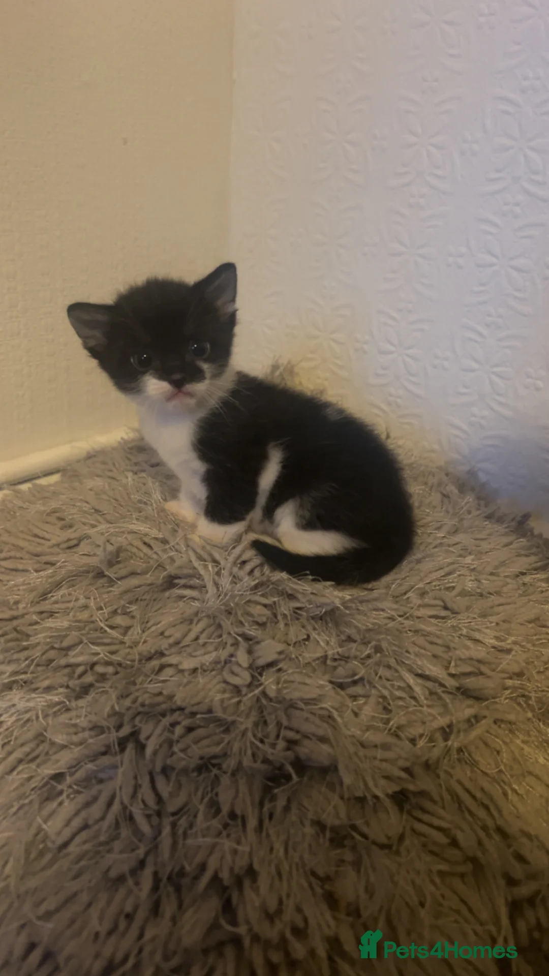 Domestic Shorthair cats for sale: 4 adorable kittens looking for forever homes  - Advert 5