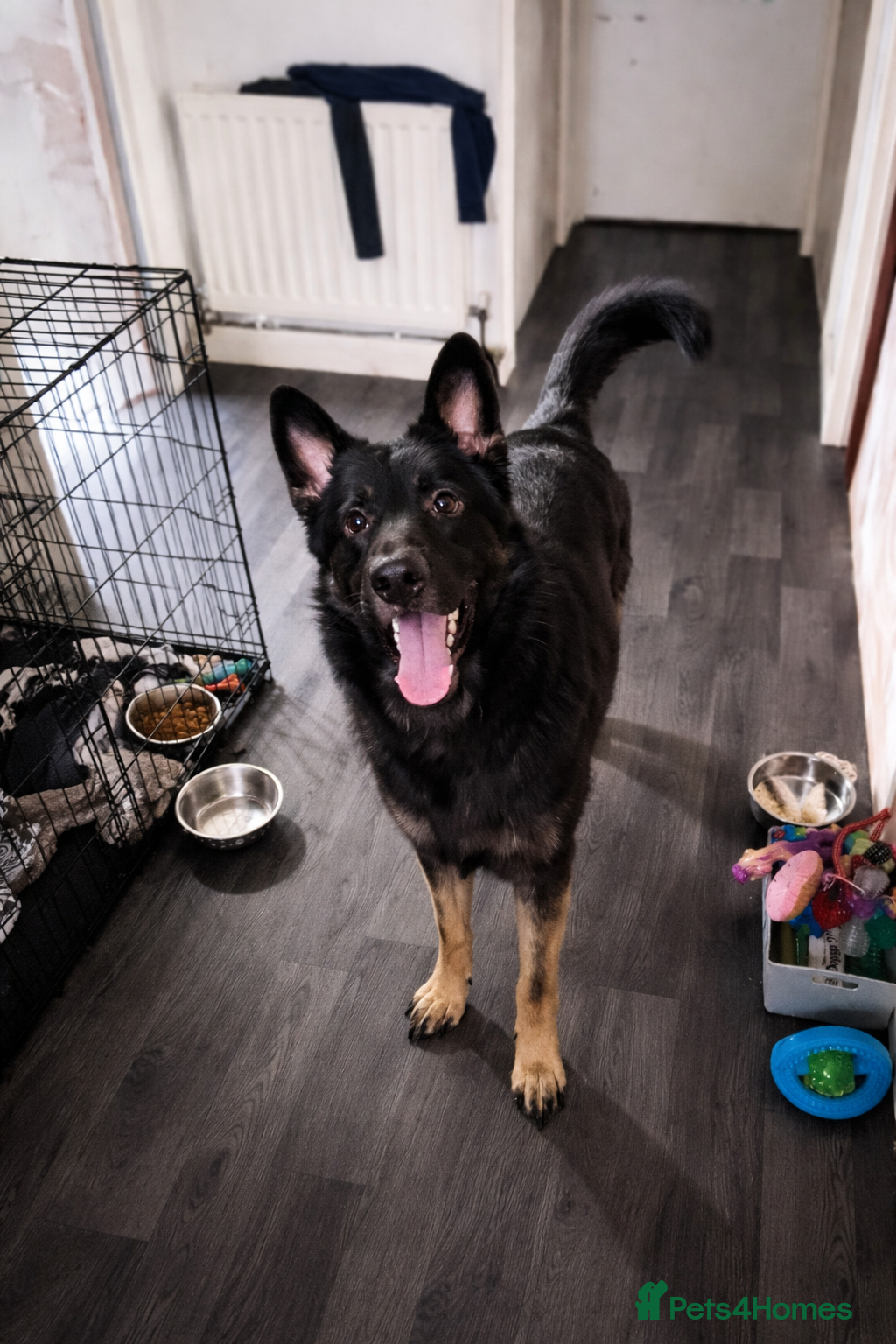 German Shepherd dogs Hades. REHOME. 1 year old german shepherd. GSD. - Advert 7