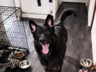 German Shepherd dogs Hades. REHOME. 1 year old german shepherd. GSD. - Advert 7