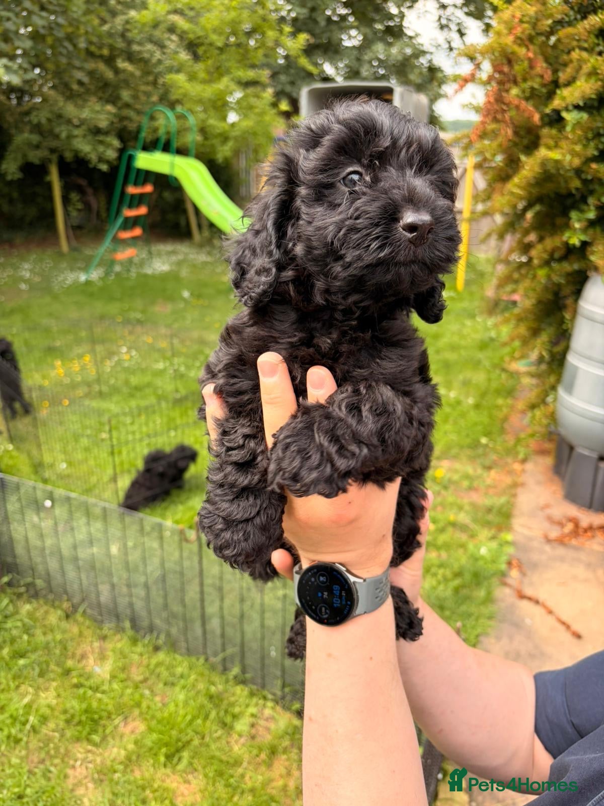 Cockapoo dogs 6 ADORABLE COCKAPOO PUPPIES 3 BOYS & 3 GIRLS - Advert 1