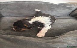 Fox Terrier dogs for sale: Stunning wire fox terrier puppies  - Image 19