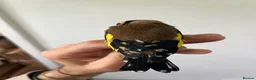 Finches birds for sale: Selling Goldfinches males and females  - Advert 8