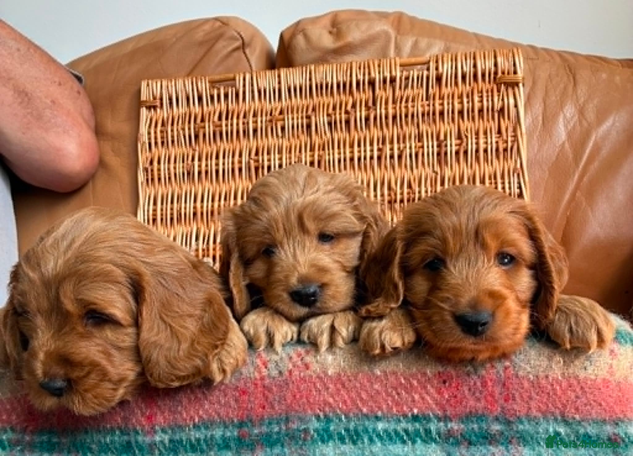 Cockapoo dogs Beautiful Cockapoo puppies - Advert 2
