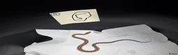 Corn Snake reptiles for sale: Various baby corn snakes unsexed x13 Bolton - Advert 5