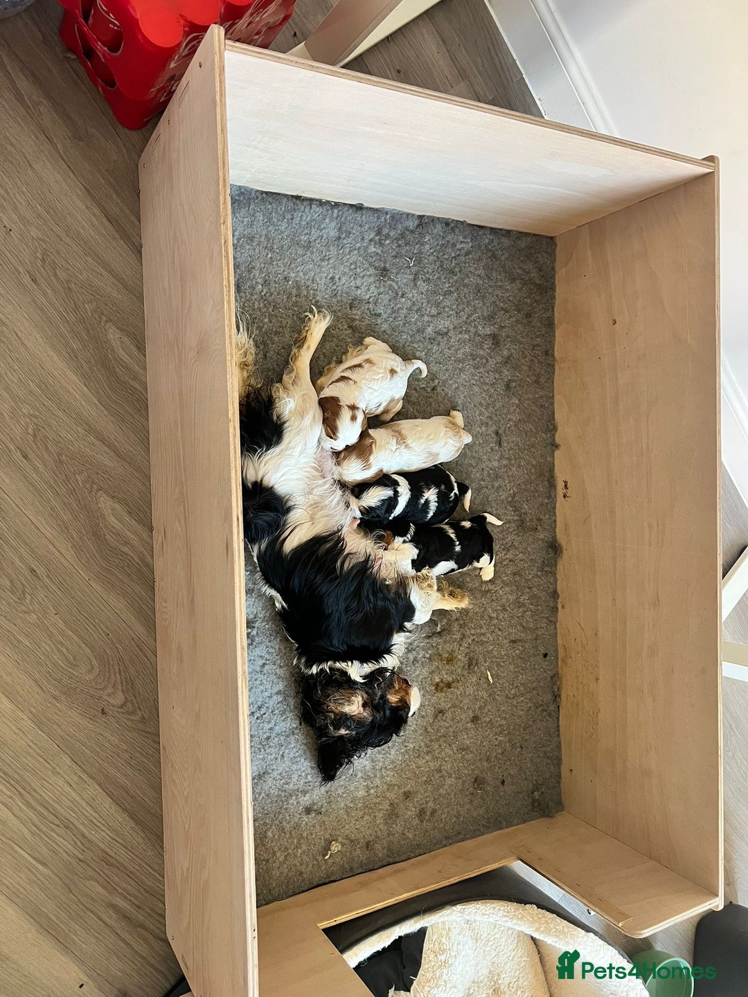 Cavalier King Charles Spaniel dogs for sale: ⭐Cavalier Boy -0% COI & Fully Health Tested⭐ - Image 14