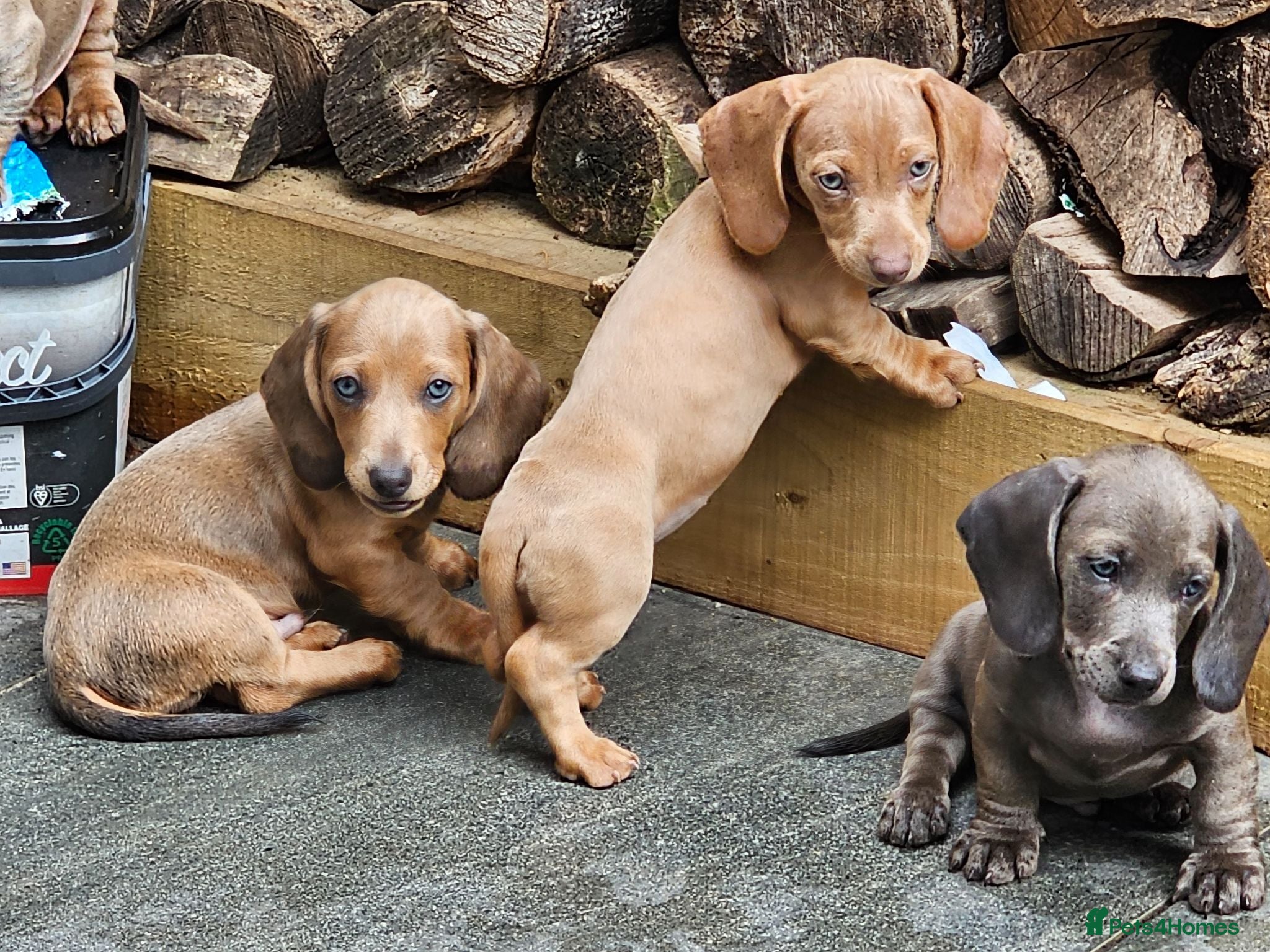 Miniature Dachshund dogs Miniature Dachshunds KC reg *Ready to leave now* - Advert 15