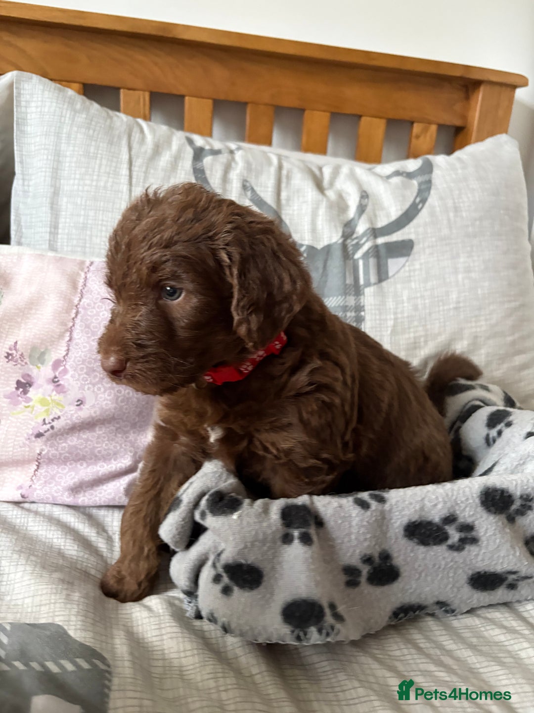 Labradoodle dogs for sale: Stunning Labradoodle Puppies  - Advert 14