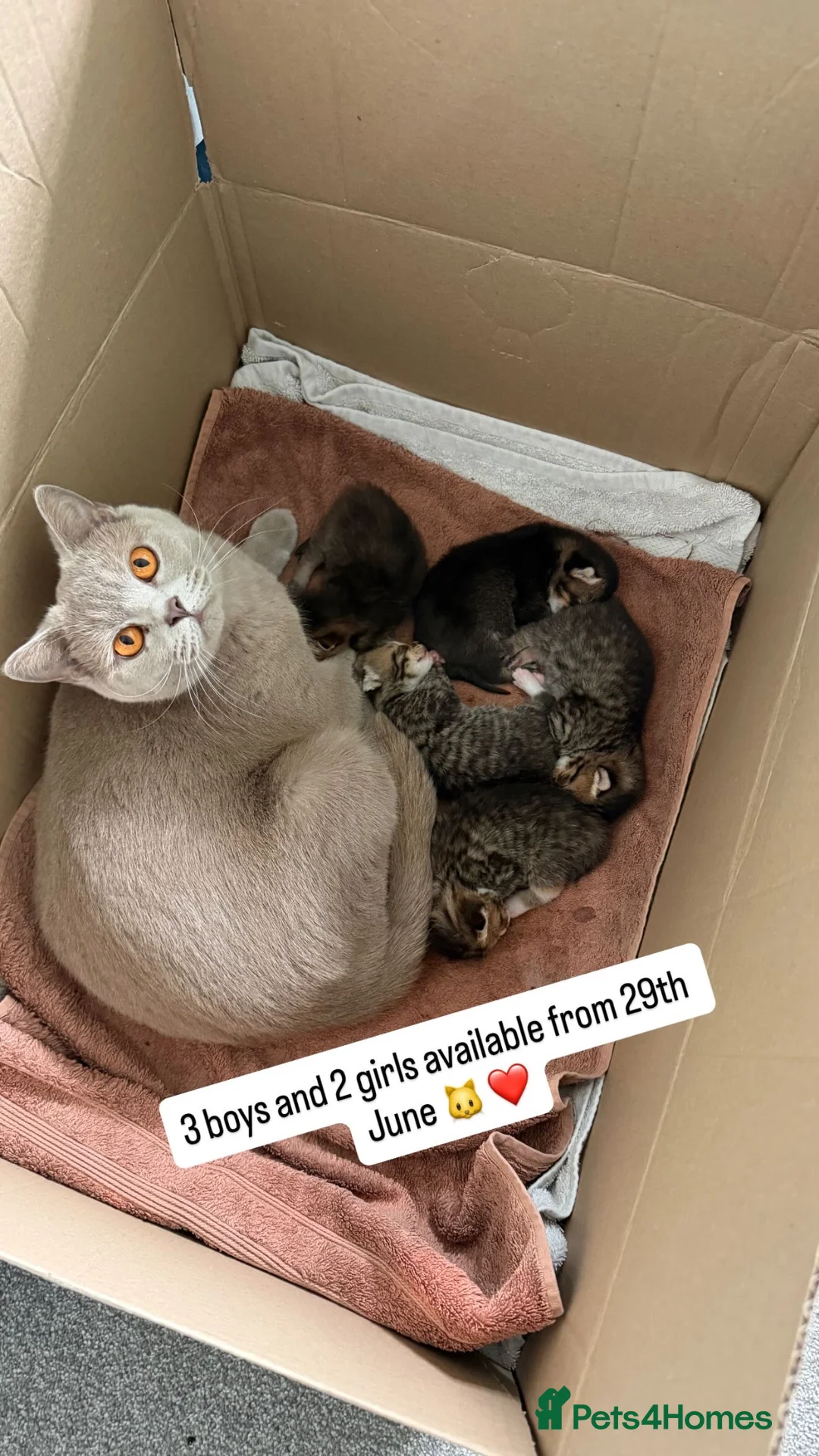 Mixed Breed cats for sale: British Short Haired Blue Mixed Kittens  - Advert 1