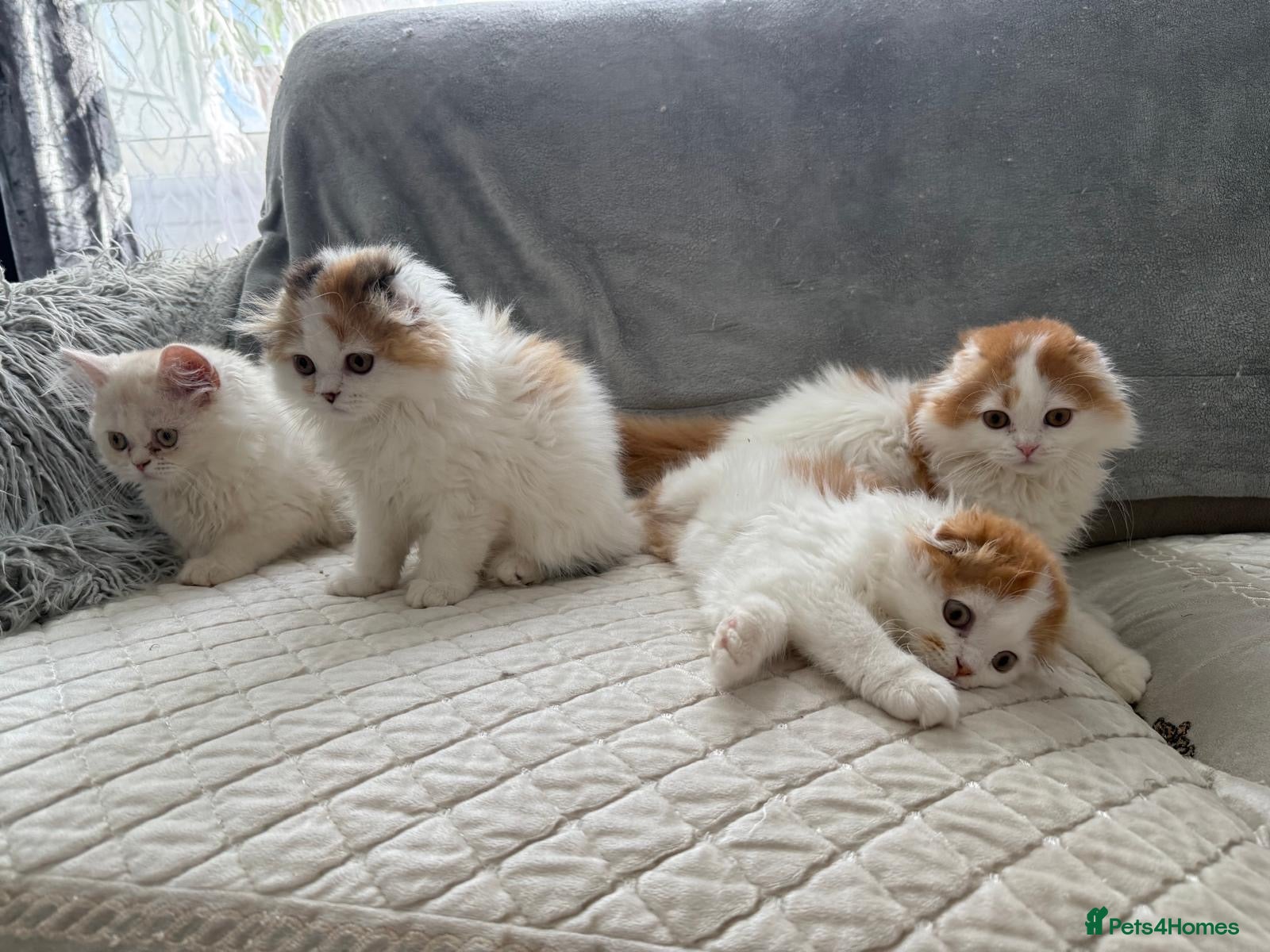 Scottish Fold cats Beautiful Scottish Fold × Ragdoll mix kittens   - Advert 2