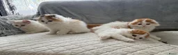 Scottish Fold cats for sale: Beautiful Scottish Fold × Ragdoll mix kittens   - Advert 2