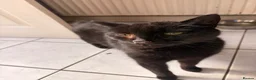 Mixed Breed cats for sale: Two cats looking for food home  in Redruth - Advert 5