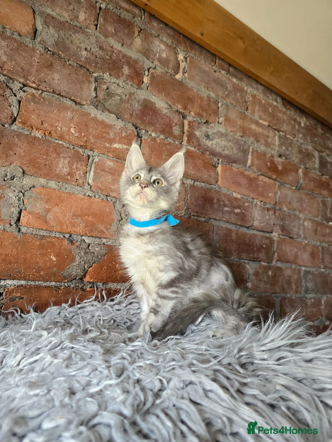 Maine Coon cats for sale: Ready now-Tica Maine Coon Kittens  - Advert 23