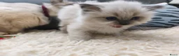 Ragdoll cats for sale: Gorgeous Snow Leocats: RagdollxSiberianxHimalayan! - Advert 13