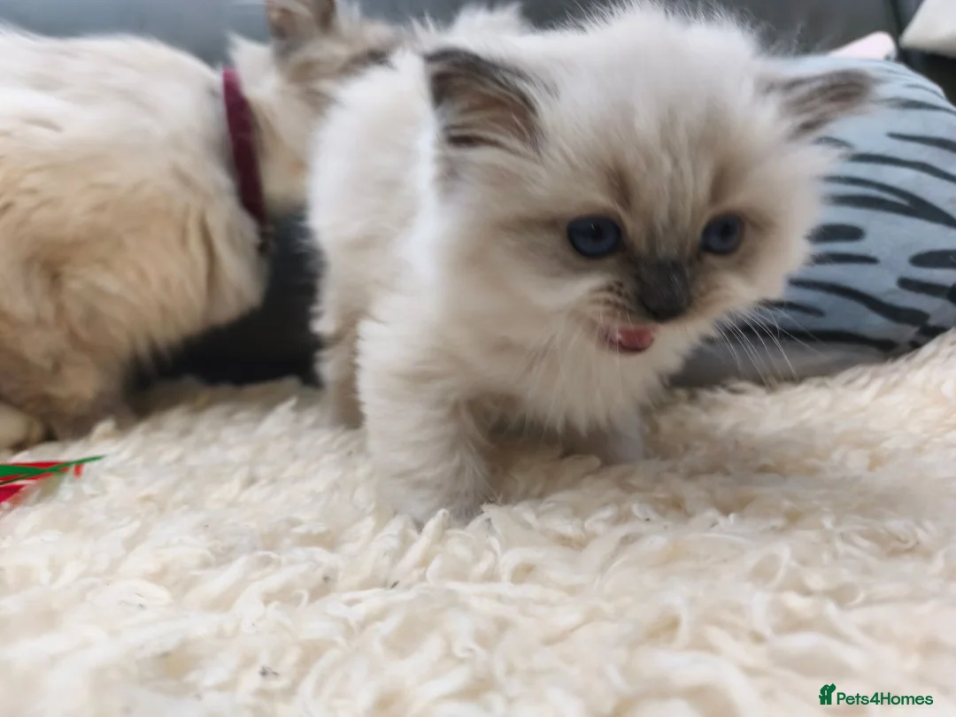 Ragdoll cats for sale: Gorgeous Snow Leocats: RagdollxSiberianxHimalayan! - Advert 13