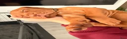 Hungarian Vizsla dogs for sale: Exceptional Hungarian Vizsla Puppies - Advert 12