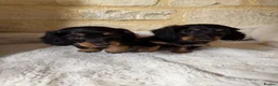 Miniature Dachshund dogs for sale: READY NOW KC Long-Haired Miniature Dachshund girl - Advert 12