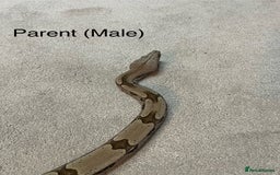 Boa Snake reptiles for sale: ✨ Stunning Red Tailed Suriname Boa’s (BCC) ✨ - Image 21