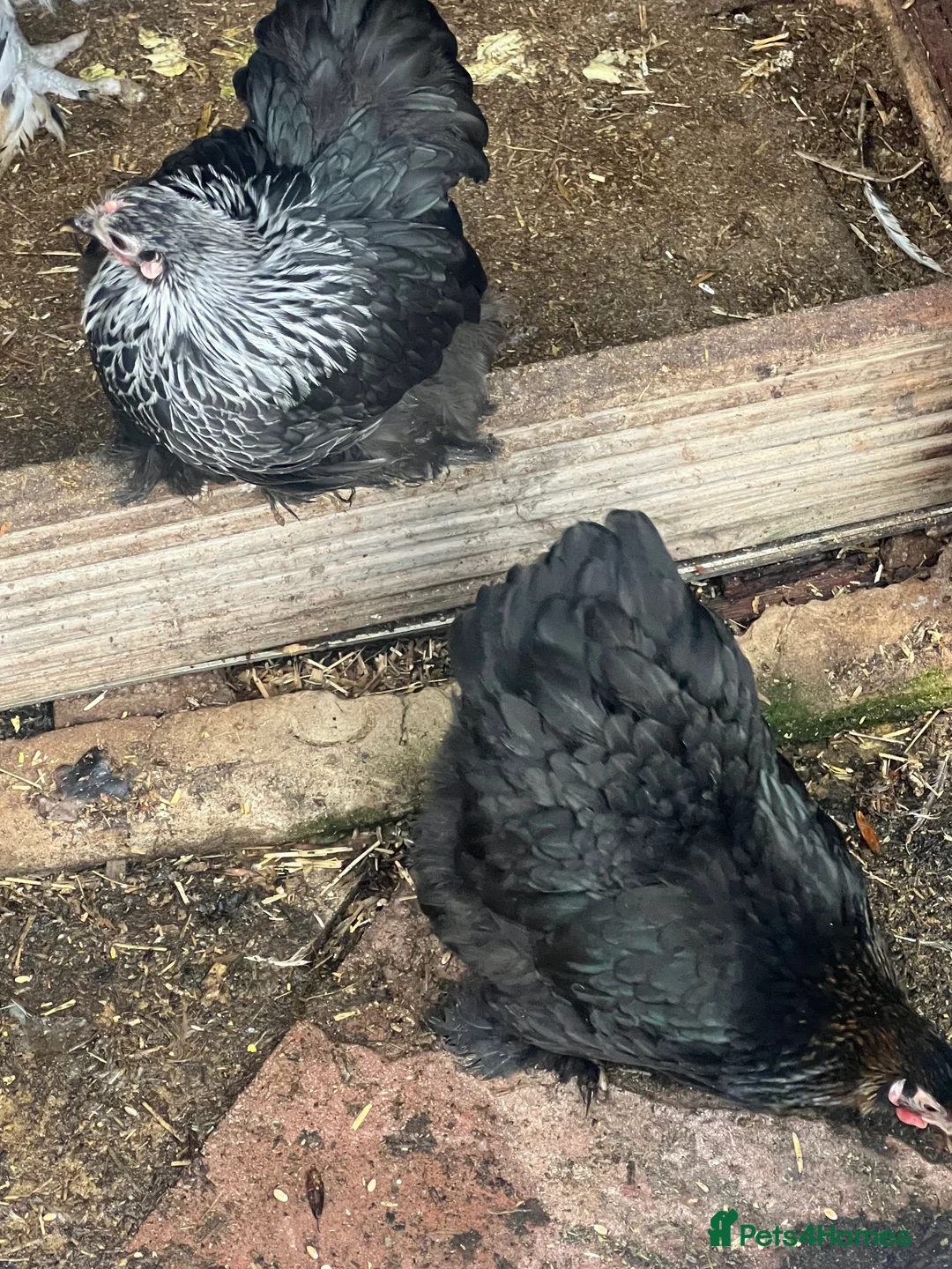 Chickens poultry for sale: Point of lay hens  - Advert 13