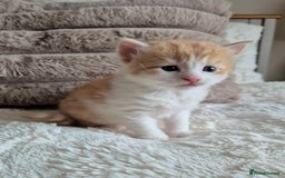 Mixed Breed cats for sale: Ragdoll × Siberian Neva Masquerade Kittens - Image 3